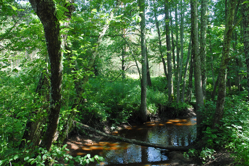 Priivitsa oja rannikumetsas
